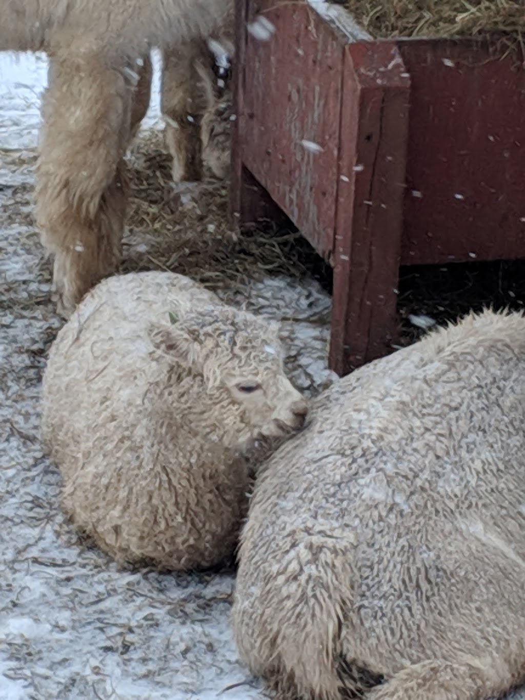 Les Alpagas de la Ferme Norli | 160 Route Pierre Laporte, Bromont, QC J2L 2V8, Canada | Phone: (450) 534-2305