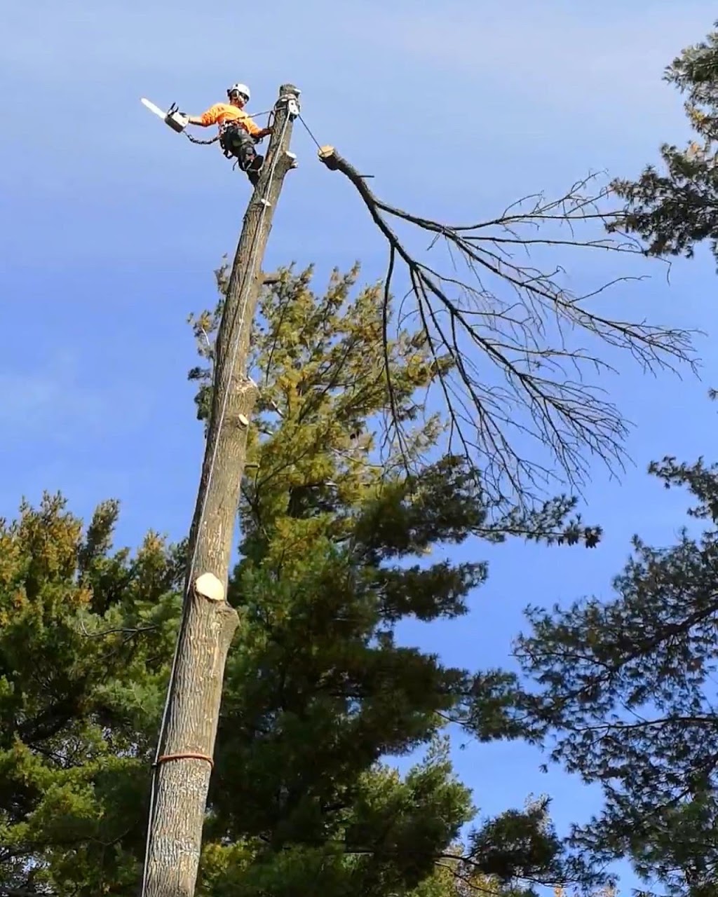 Downey Tree Service | 2781 Ronald Rd, Minesing, ON L9X 1H5, Canada | Phone: (705) 309-7926