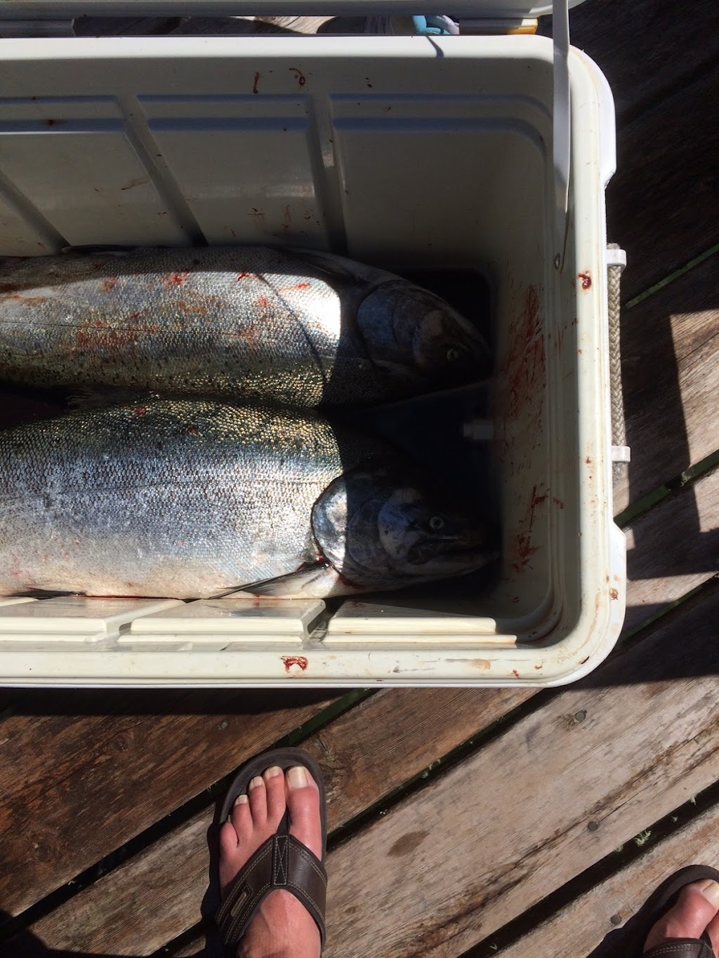 Inlet Oasis & Venture West Sports Fishing | 564 Burlo Island Road, Bamfield, BC V0R 1B0, Canada | Phone: (250) 728-3555