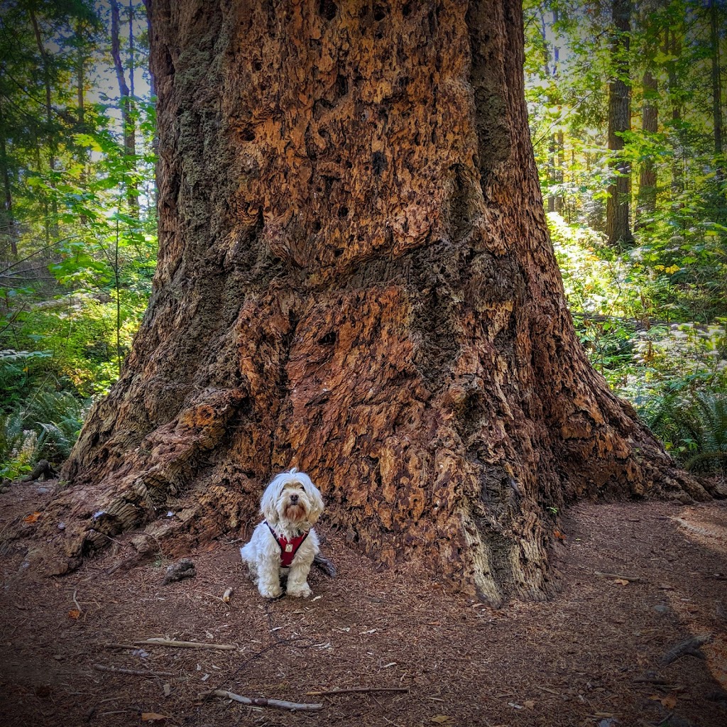 Kitty Coleman Beach Provincial Park | COLEMAN RD TO LEFT RD TO, 6120 Whitaker Rd, Courtenay, BC V9J 1V7, Canada | Phone: (250) 338-1332