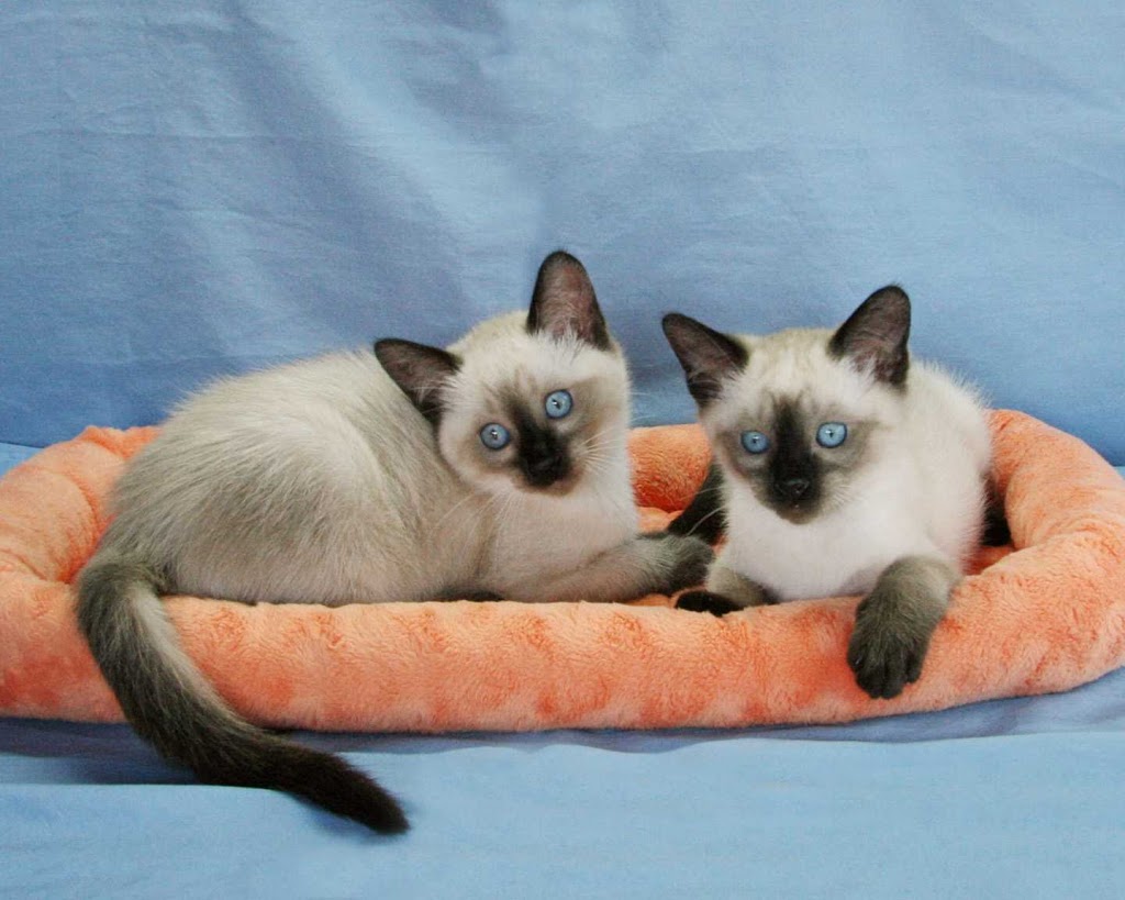Larami Cattery | 11361 Maple Crescent, Maple Ridge, BC V2X 1R2, Canada | Phone: (604) 459-9954