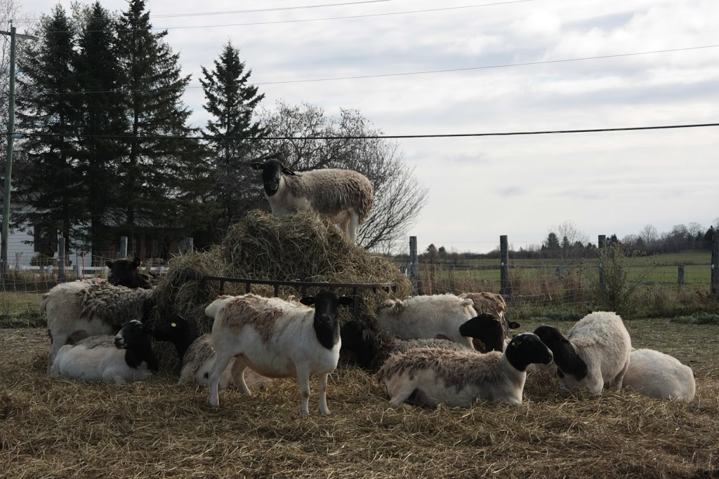 La ferme Une Faim de Loup | 701 Chemin Beauparlant, Saint-Damien, QC J0K 2E0, Canada | Phone: (450) 752-9542
