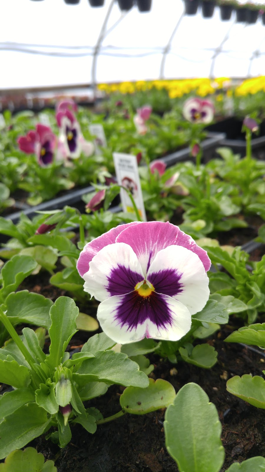 Gizs Garden Center | 23098 MB-311, New Bothwell, MB R0A 1C0, Canada | Phone: (204) 388-9425