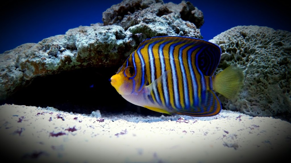 Big Al's Aquarium Supercentres 3300 Rutherford Rd, Concord, ON L4K