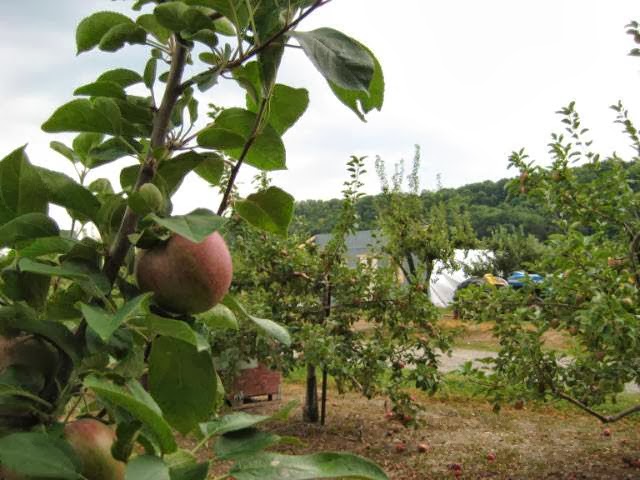 Windwood Farms | 4198 King St, Beamsville, ON L0R 1B1, Canada | Phone: (905) 401-0515