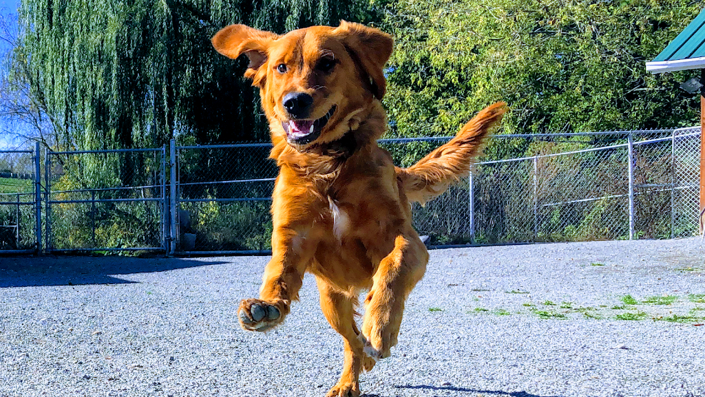Family K9 Dog Training | 1269 Rte Harwood, Vaudreuil-Dorion, QC J7V 8P2, Canada | Phone: (514) 990-5959