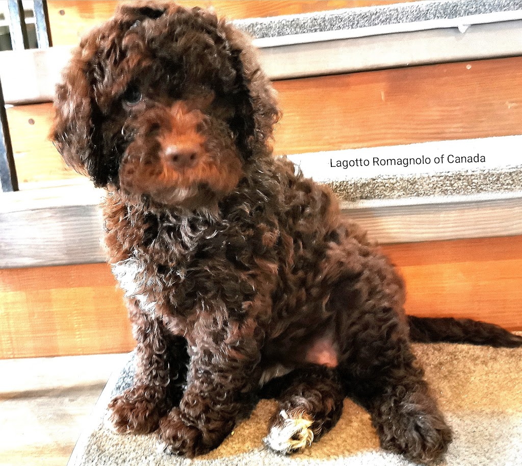 Lagotto Romagnolo of Canada | 420 Lowrys Rd, Parksville, BC V9P 2B5, Canada | Phone: (780) 573-8628