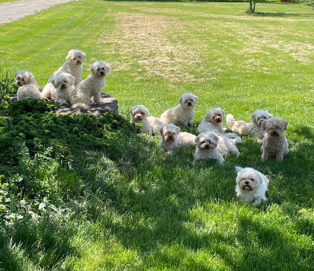 Two Willows Senior Dog Sanctuary | 259 Farr St, Fenwick, ON L0S 1C0, Canada | Phone: (647) 228-8645
