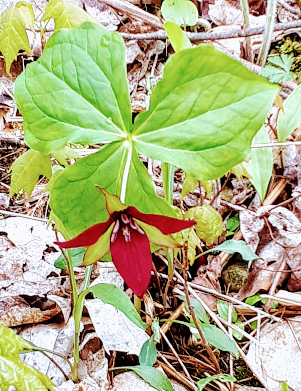 WildThings Plant Farm | 9688 Baseline Rd, Clifford, ON N0G 1M0, Canada | Phone: (519) 338-3228