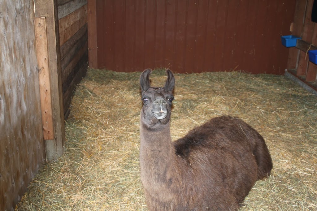 Harbor Veterinary Services | 849 Spring St # 3, Friday Harbor, WA 98250, USA | Phone: (360) 378-3959
