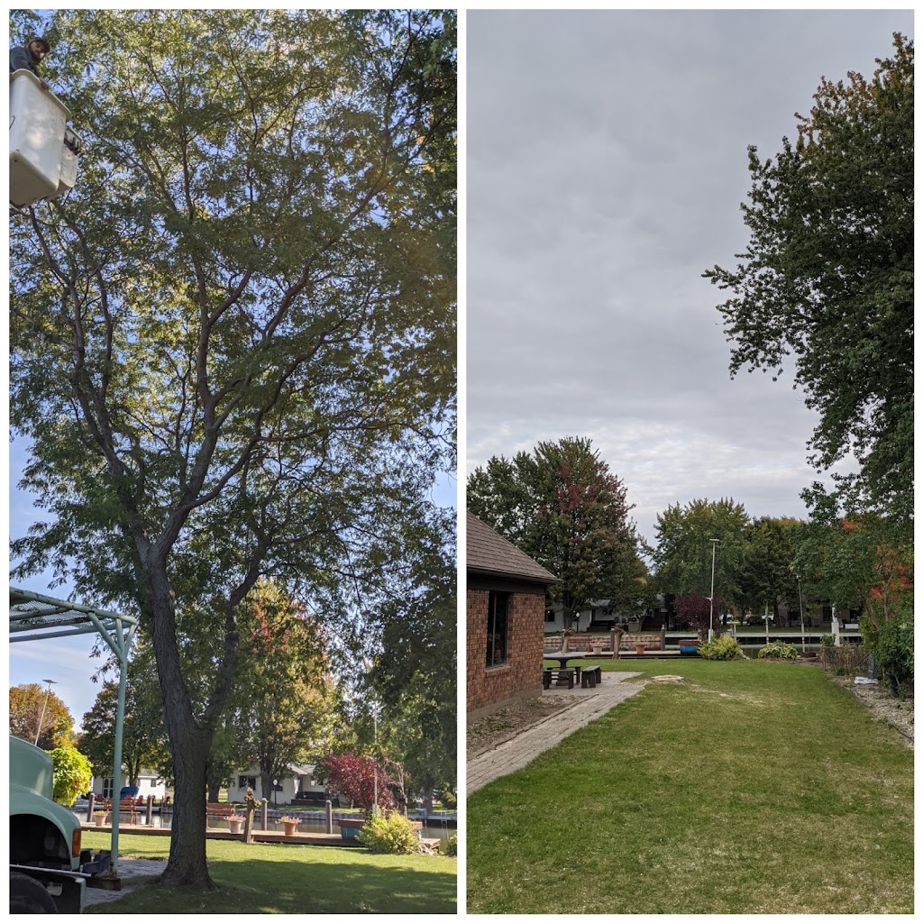 Eager Beaver Stump Removal | 11145 Ridge Line, Blenheim, ON N0P 1A0, Canada | Phone: (226) 626-4991