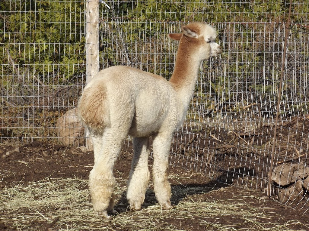 Windmill Point Alpaca Farm | 24 Otter Ln, Coboconk, ON K0M 1K0, Canada | Phone: (289) 969-0314