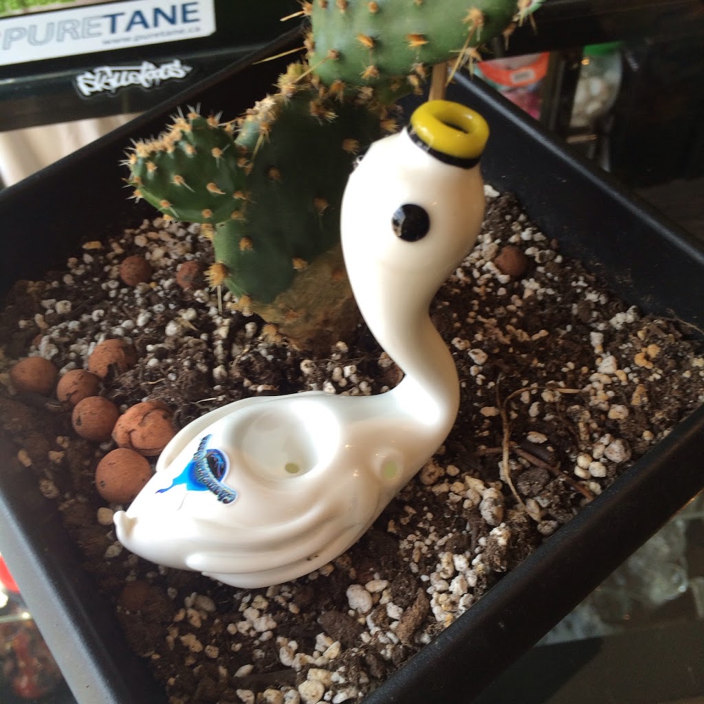 Glass On Glass Gallery | 19 Alma Crescent, Halifax, NS B3N 2C4, Canada | Phone: (902) 444-4367