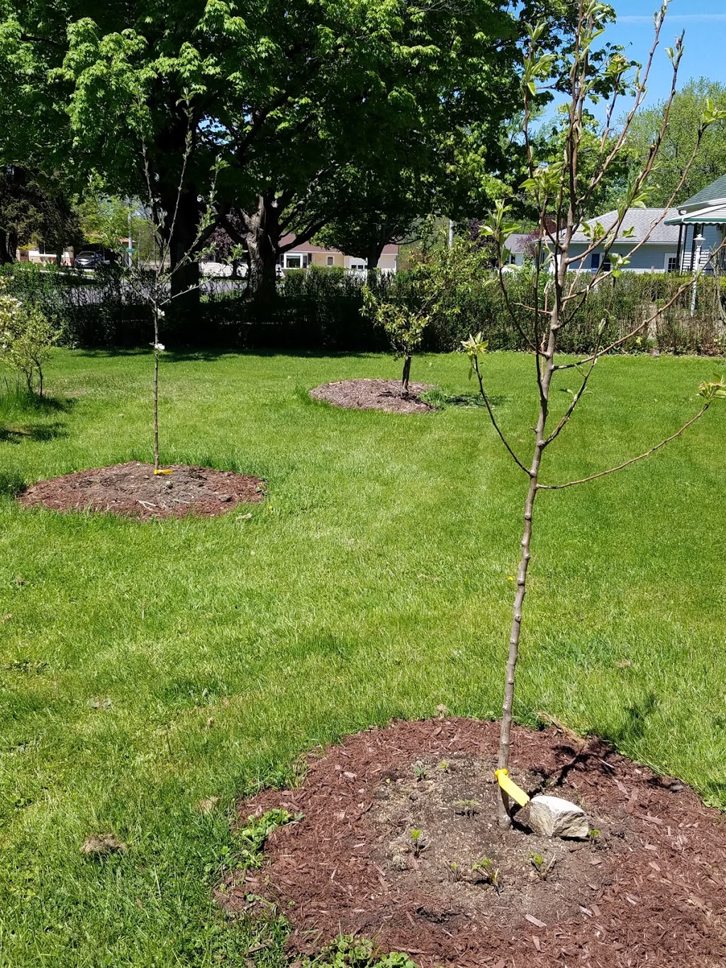 Turnbull Nursery Inc & Garden Center | 10036 Versailles Plank Rd, North Collins, NY 14111, USA | Phone: (716) 337-2248