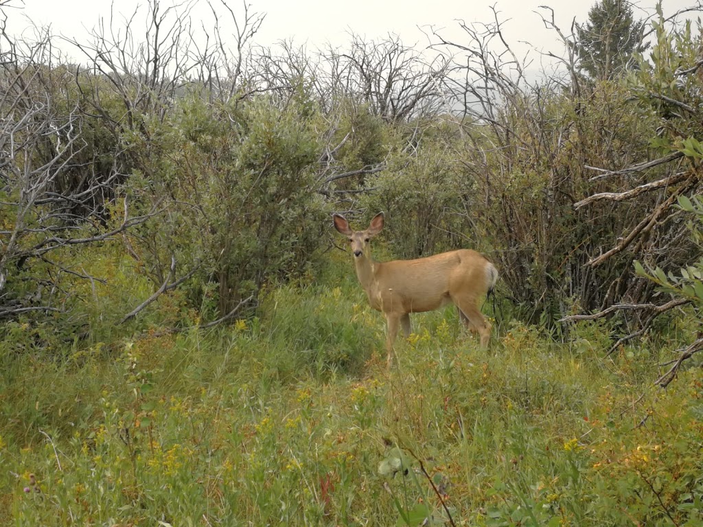 Chain Lakes Provincial Park | Unnamed Road, 1R0, Nanton, AB T0L 1H0, Canada | Phone: (403) 627-1165