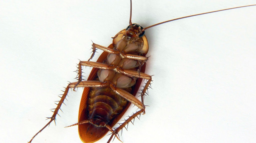 Mr. EXTERMINATOR | 793016, Simcoe road 124, Singhampton, ON N0C 1M0, Canada | Phone: (705) 888-0029