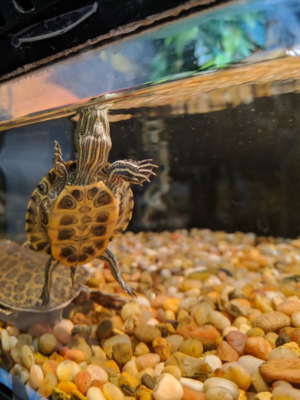 Pets Of The Ark | 178 MB-12, Steinbach, MB R5G 1T7, Canada | Phone: (204) 320-9016