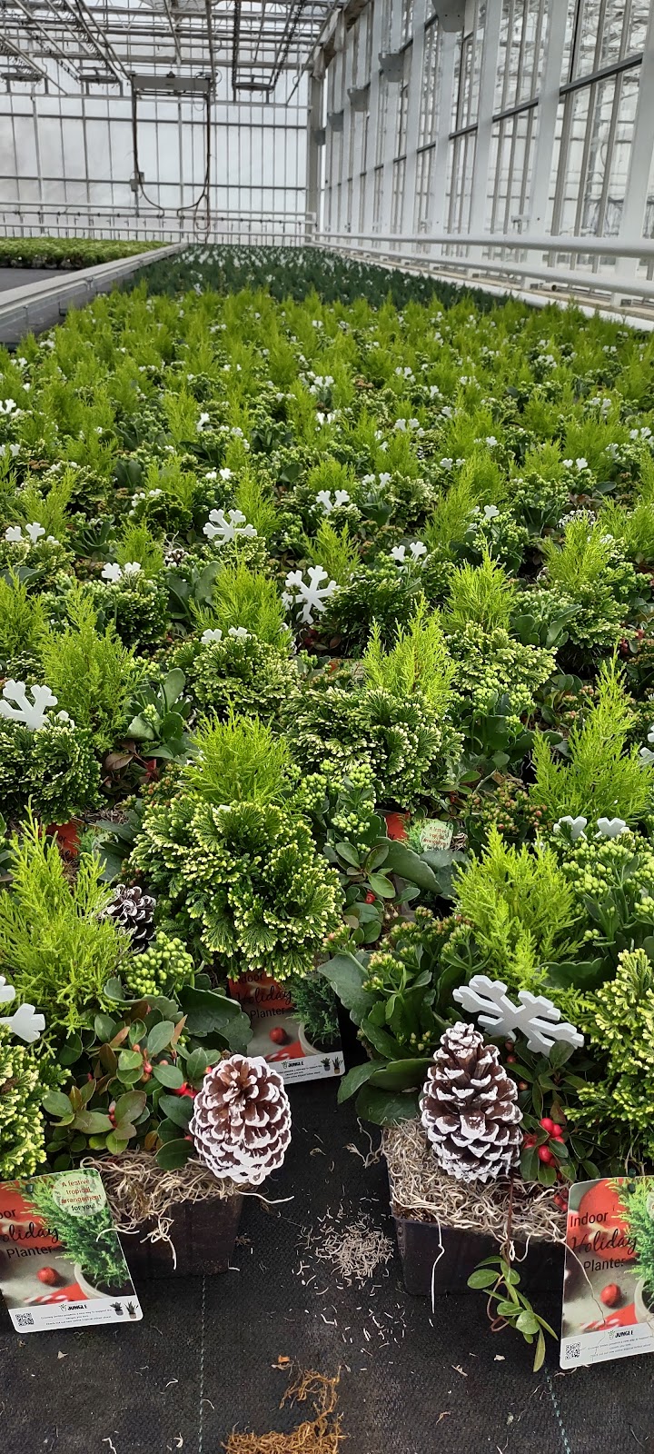 DeVry Greenhouses Picture Butte | 210067 Hwy 519, Picture Butte, AB T0K 1V0, Canada | Phone: (403) 732-5400