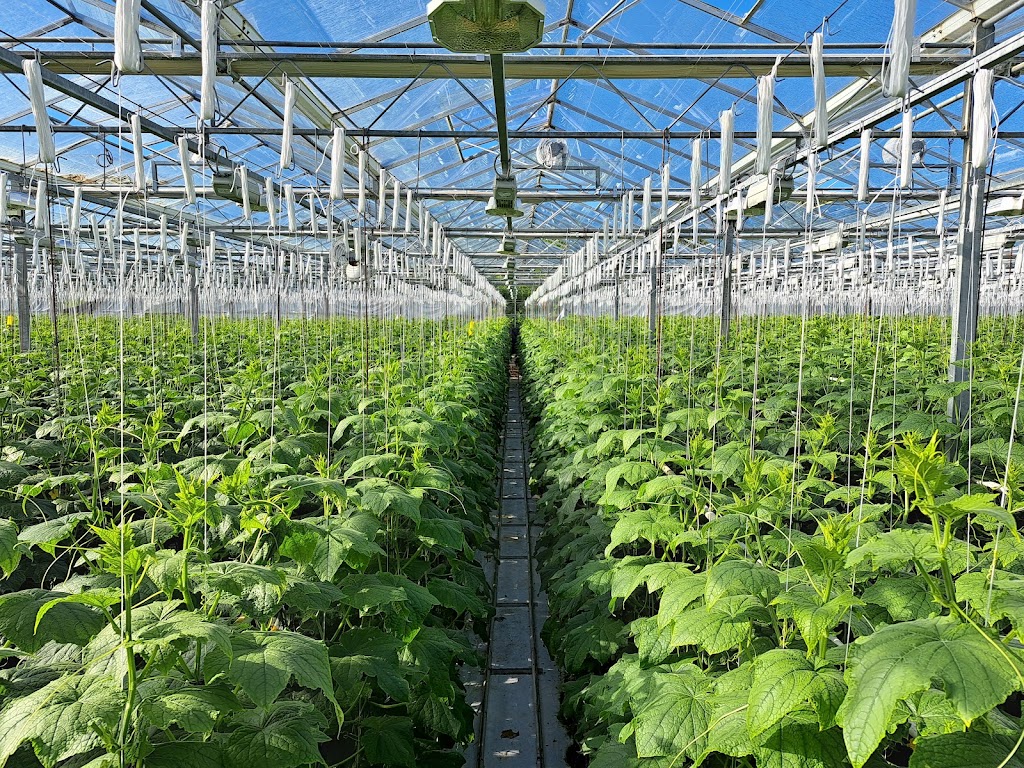 Glenwood Valley Farms Ltd | 2100 208 St, Langley, BC V2Z 2A6, Canada | Phone: (778) 878-1875