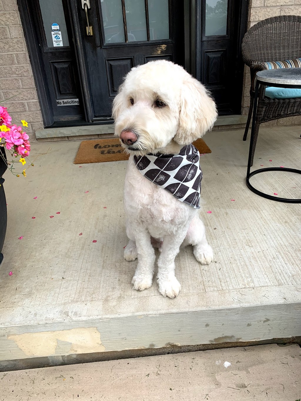 Dogs & Goddesses Inc. | 1056 Old Derry Rd, Mississauga, ON L5W 1A1, Canada | Phone: (905) 670-2229