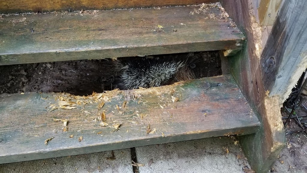 Lisks Wildlife Nuisance control and Trapping | 736312 W Back Line, Markdale, ON N0C 1H0, Canada | Phone: (226) 668-5721