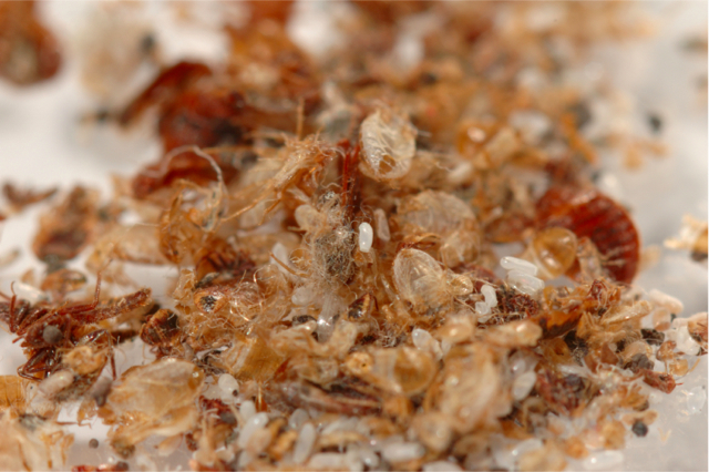 Bed Bugs Dead Bugs | 57 Patterson Ave, Scarborough, ON M1L 3Y1, Canada | Phone: (416) 824-6009