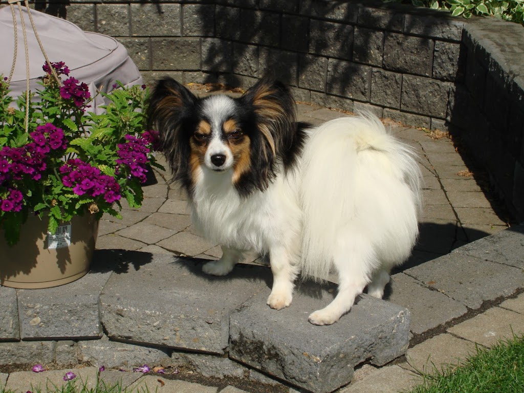 Keidun Dog Grooming | 22501 Wye Rd, Sherwood Park, AB T8C 1H9, Canada | Phone: (780) 467-2068