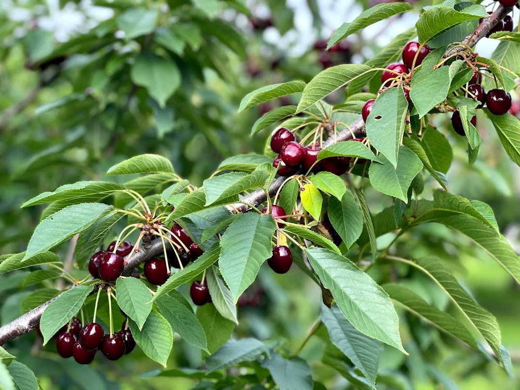 Cherry Avenue Farms | 4303 Cherry Ave, Vineland Station, ON L0R 2E0, Canada | Phone: (905) 562-5481
