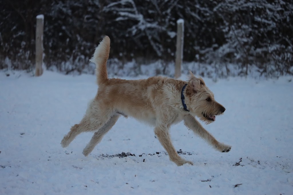Barrie Dog Off Leash Recreation Area | 150 Mapleview Dr E #152, Barrie, ON L4N 0S5, Canada | Phone: (705) 726-4242