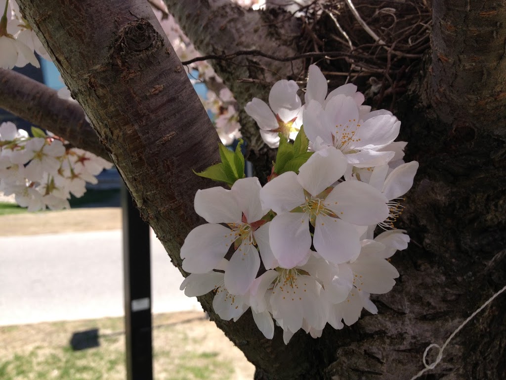 The Sakura Grove | 1265 Miitary Trail, Scarborough, ON M1C 1A4, Canada
