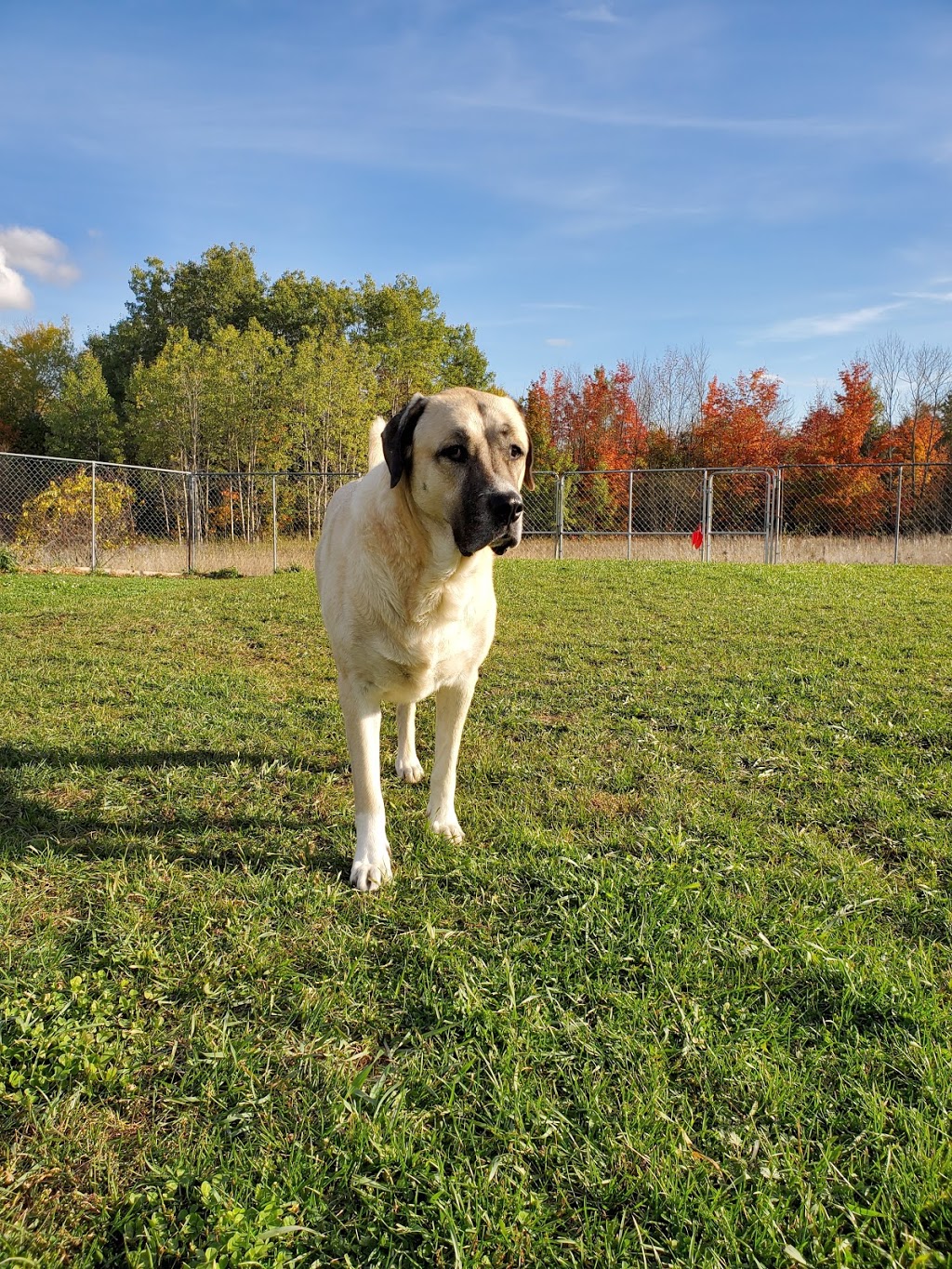 Social Puppy Pet Services | 2399 Monck Rd, Ramara, ON L3V 0P6, Canada | Phone: (705) 238-9109