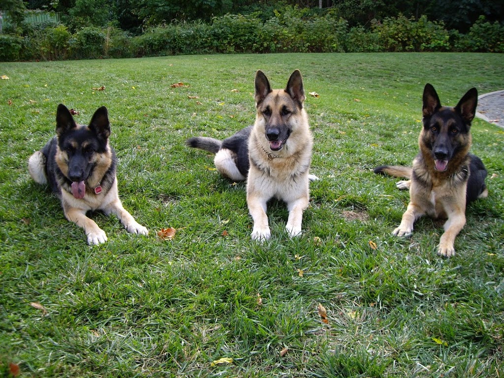 Mrs Dolittles Pet Care | 1013 Sandalwood Ct, Victoria, BC V9C 0E1, Canada | Phone: (250) 213-7266
