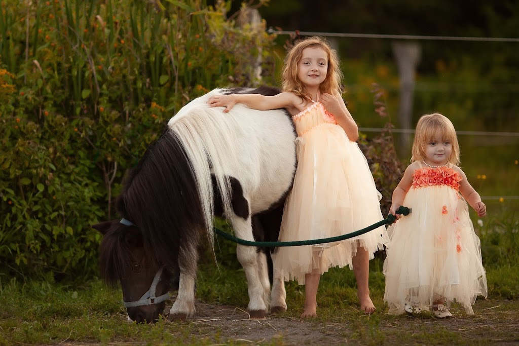 Beloved Miniature Horses | 243 Scotch Settlement Rd, Irishtown, NB E1H 1R2, Canada | Phone: (506) 860-0514