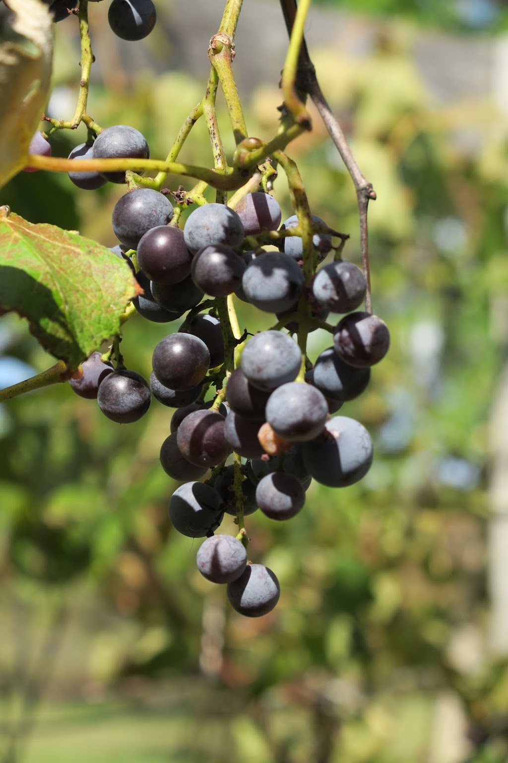 Simpler Thyme Organic Farm | 1749 HWY 6 N, Hamilton, ON L8N 2Z7, Canada | Phone: (905) 659-1576