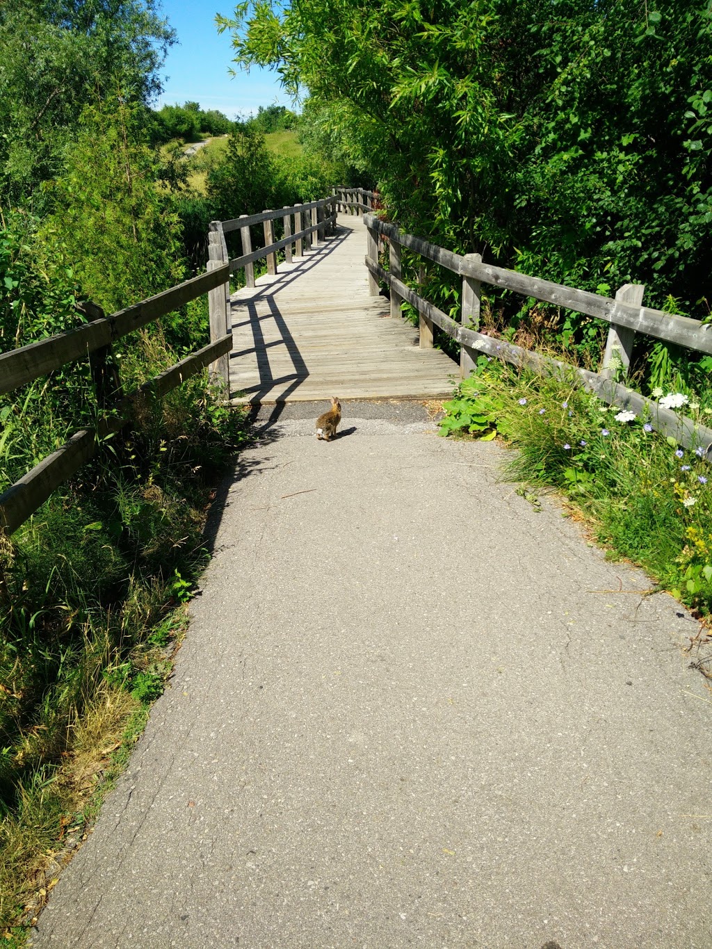 Trans Richmond Trail | Richmond Hill, ON L4S 2G3, Canada