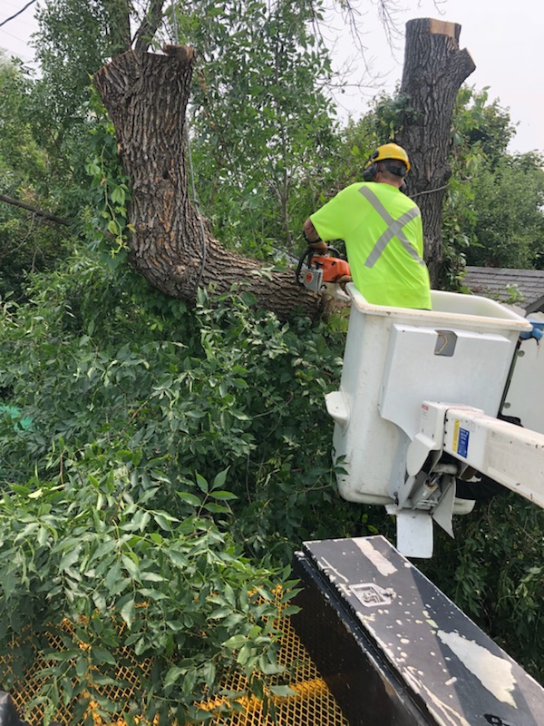 GTA Tree Removal | 119 Kirkvalley Crescent, Aurora, ON L4G 7R1, Canada | Phone: (647) 641-6881