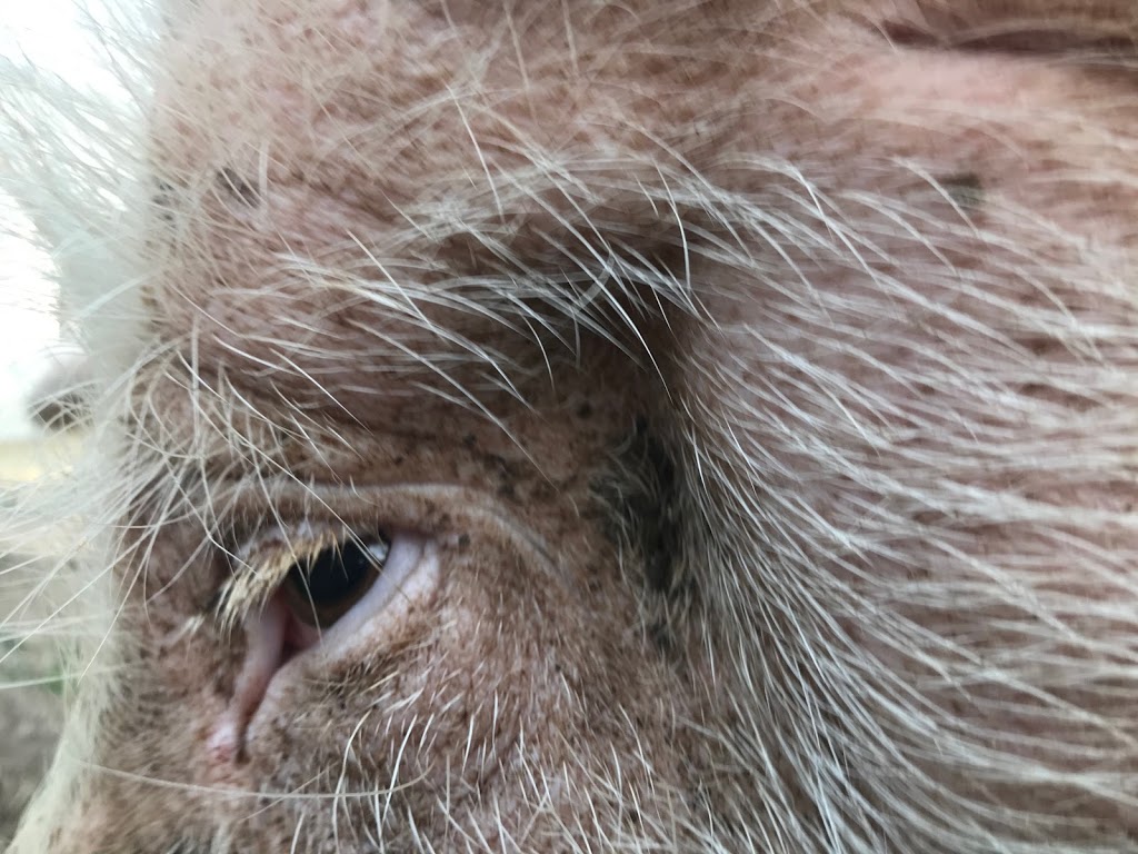 Dara Farm Sanctuary | 2321 Talbot Trail, Wheatley, ON N0P 2P0, Canada | Phone: (519) 331-6907