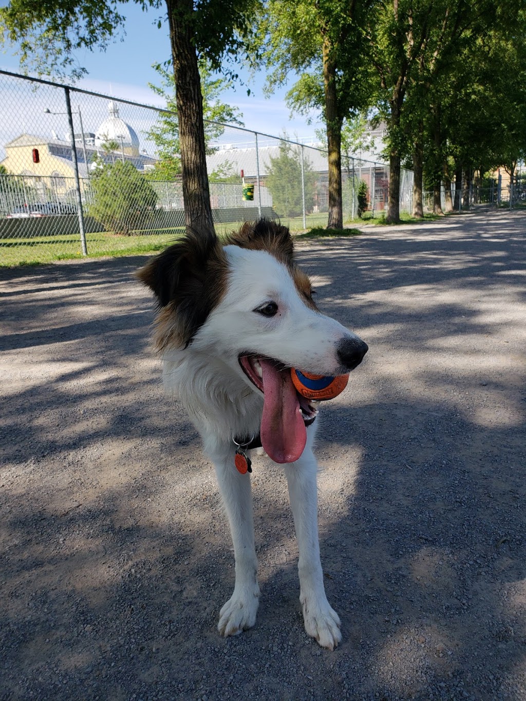 Dog Park | The Glebe, Ottawa, ON K1S 5N5, Canada