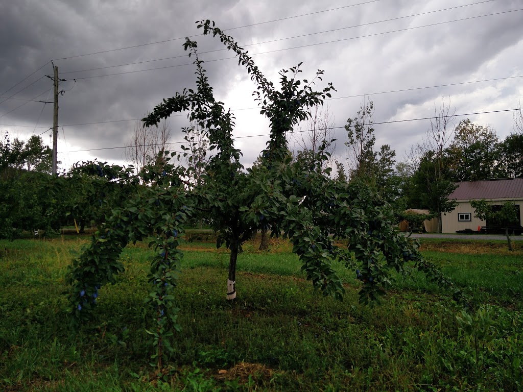 Windwood Farms | 4198 King St, Beamsville, ON L0R 1B1, Canada | Phone: (905) 401-0515