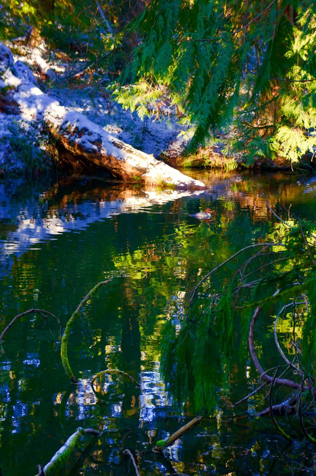 Nanaimo River Hatchery | 2775 Rugby Rd, Nanaimo, BC V9X 1T2, Canada