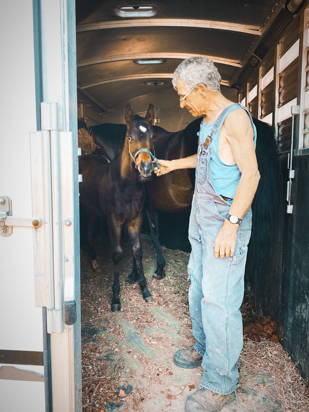 Westfall Horse Co. | 15149 Zone Centre Line, Bothwell, ON N0P 1C0, Canada | Phone: (519) 401-8939