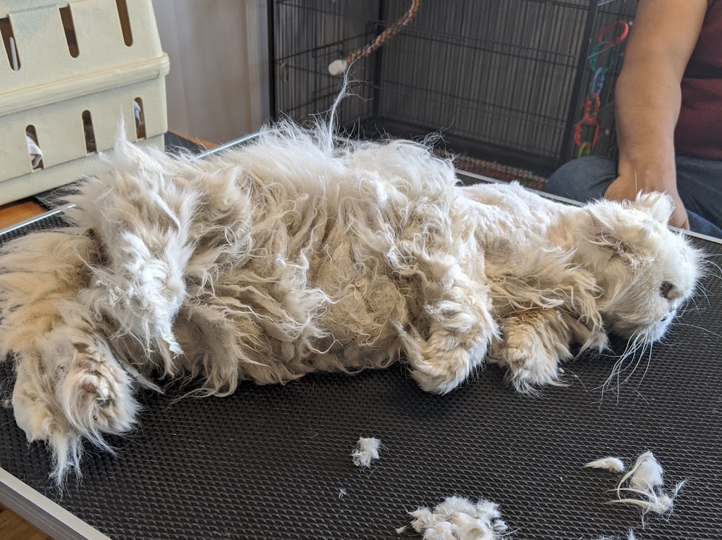 Nadias Grooming | 1575 Ellesmere Rd, Scarborough, ON M1P 2Y3, Canada | Phone: (416) 797-3545