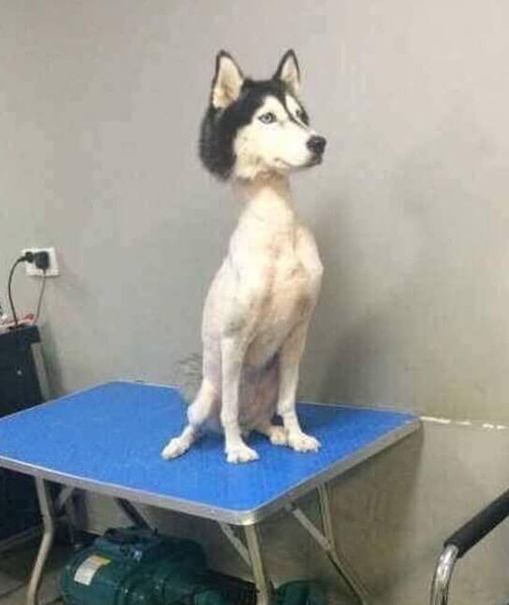 The Groomer | 255 Wellington St S, St. Marys, ON N4X 1B8, Canada | Phone: (519) 284-0036