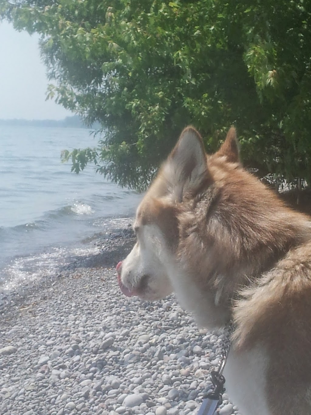 Just Like Home Dog Care Centre | 197 Barnes Rd, Cramahe, ON K0K 1H0, Canada | Phone: (613) 243-7237