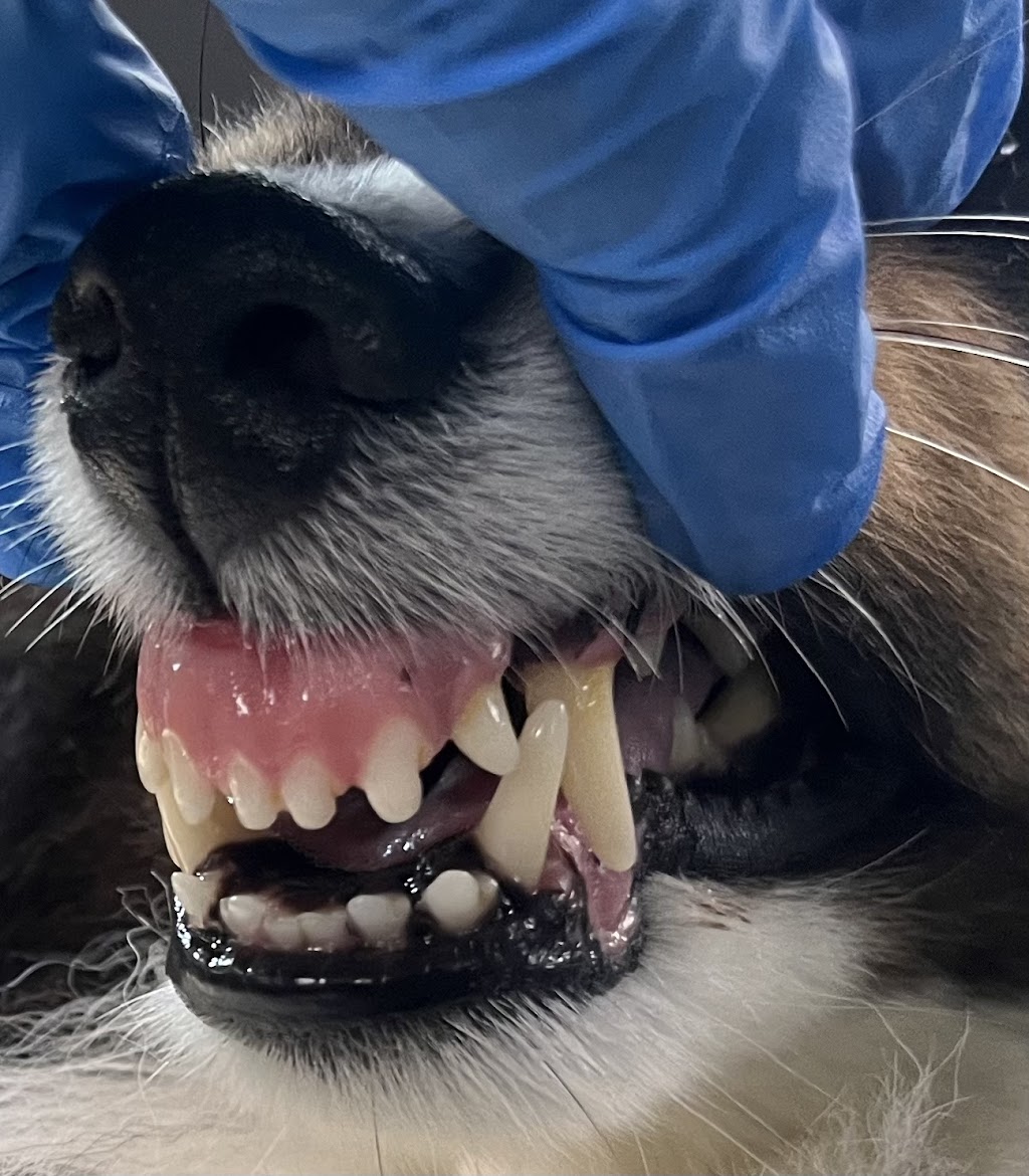 Doggie Care Services | 7059 Victoria Dr, Vancouver, BC V5P 3Y9, Canada | Phone: (236) 889-1026