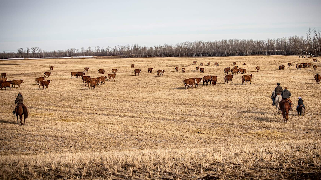 Letts Farm | 60231- Rge Rd, 11, Westlock, AB T7P 2N9, Canada | Phone: (780) 307-6211