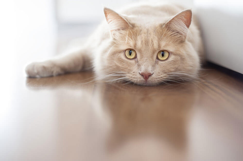 Veterinary Hospital De LEstrie | 2736 Rue Galt O, Sherbrooke, QC J1K 2V8, Canada | Phone: (819) 562-8585