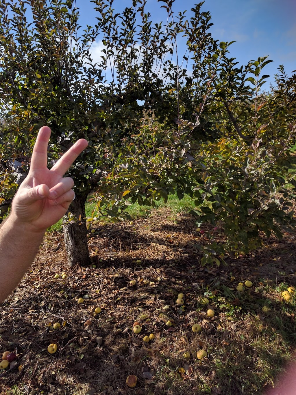 The Bigr Apple Farm | 8674 Heritage Rd, Brampton, ON L6Y 0E1, Canada | Phone: (647) 929-5408