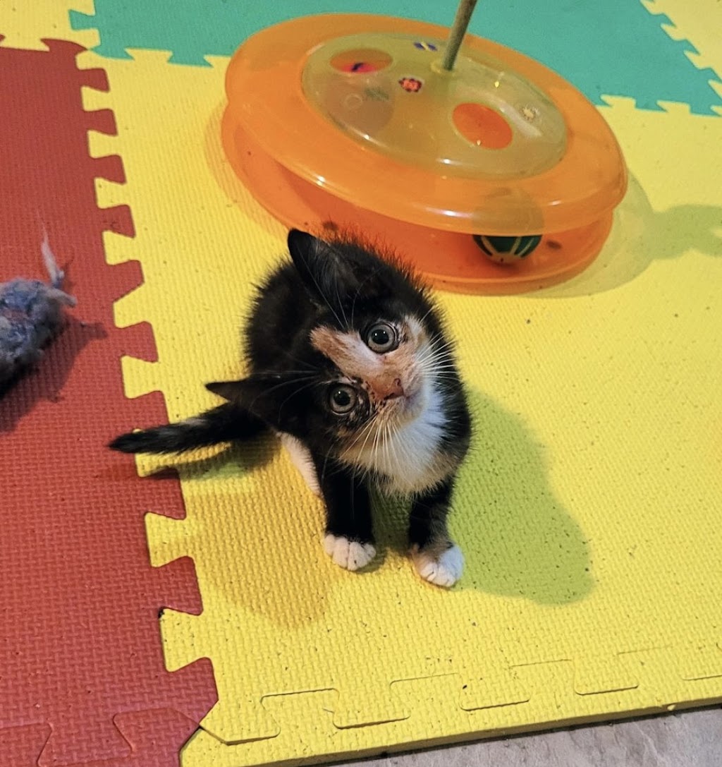 Purrfect Haven Cat Rescue | 6 Imperial Rd, London, ON N5X 2G6, Canada | Phone: (226) 578-0115