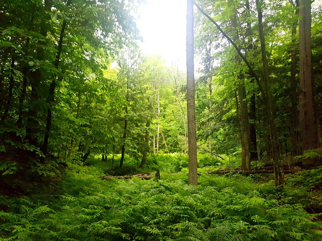 Lauriault Trail | Promenade Champlain, Chelsea, QC J9J, Canada